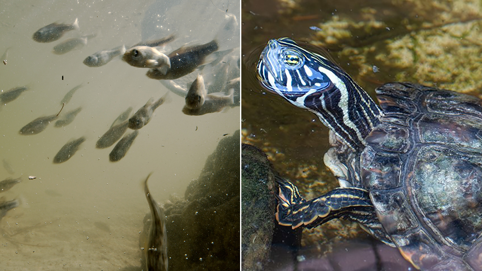 The Pecos pupfish (left) and the Rio Grande cooter (right)